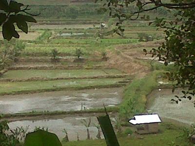 Irigasi Jebol, Ratusan Hektar Sawah di Biru-biru Terancam Gagal Panen